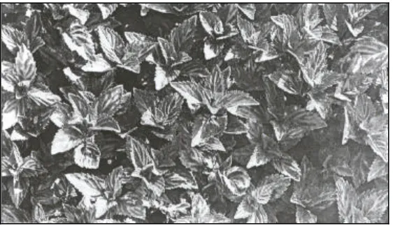 Gambar 1. Patra yang sangat menarik terlihat pada kumpulan daun(Published by Murdoch Books, 1993:70).