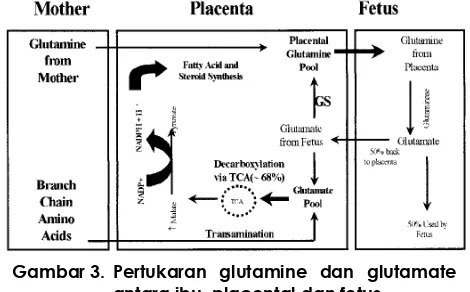 Gambar 3.  Pertukaran glutamine dan glutamate 