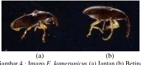 Gambar 4 : Imago E. kamerunicus (a) Jantan (b) Betina 