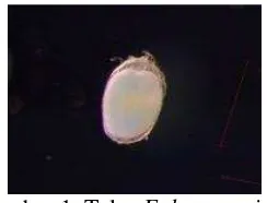 Gambar 1. Telur  E. kamerunicus 