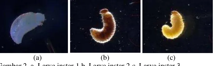 Gambar 2. a. Larva instar 1 b. Larva instar 2 c. Larva instar 3 