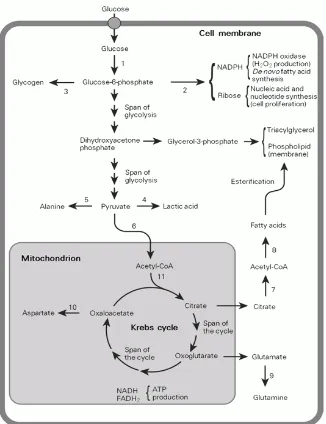 Gambar 2.2 Ringkasan Metabolisme Glukosa Pada Sel Mamalia. pentose-phosphate pathway; Glukosa 6- Fosfat diproduksi dari glukosa dan dapat dikonversi menjadi glikogen atau dimetabolisme  melalui  pentose-phosphate pathway