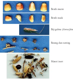 Gambar 1.3 Komponen lot benih jagung dalam uji kemurnian isik (ISTA 2004)
