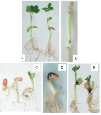 Gambar 1.6 Kriteria perkecambahan pada benih kacang tanah (Arachis hypogea) (ISTA 2004)