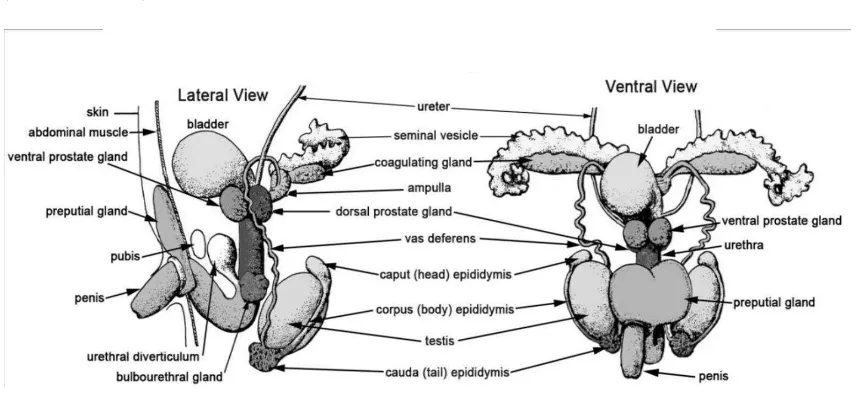 Gambar 2.1 Sistem Reproduksi Tikus Jantan (Rugh, 1964 dalam Herliyani, 2009). 