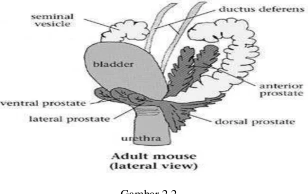 Gambar 2.2 Anatomi Kelenjar Prostat Tikus (Shen dan Robert, 1997 dalam Kinblom, 2003)