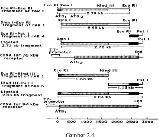 Analisis Struktur cDNA Dari AR pada Tikus (Chang Gambar 2.4 et al., 2008). 