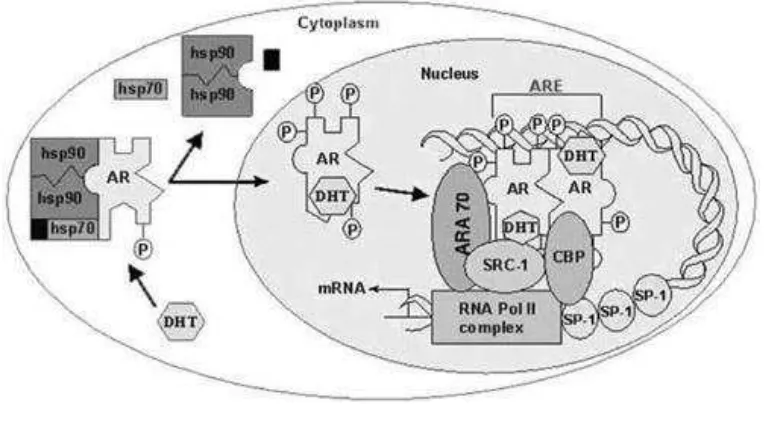 Gambar 2.5 Aktivasi Dari Reseptor Hormon Steroid (Weigel dan Zhang, 2008). 