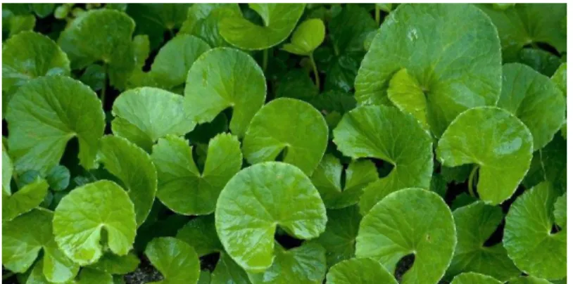 Gambar 2.6 Daun Pegagan 