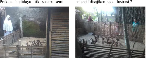 Ilustrasi 2.  Budidaya Itik di Desa Kebakalan 