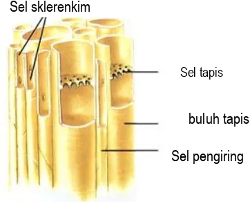 Gambar 2. Struktur floem 