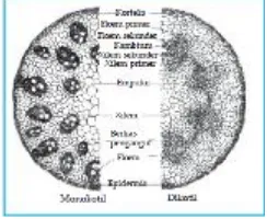 Gambar 1. Penampang melintang batang 