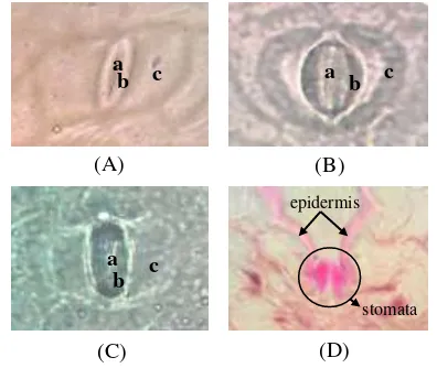 Gambar 7 Sayatan melintang helaian daun (A)            A. plowmanii, (B) A. hookeri dan (C) hasil hibrid