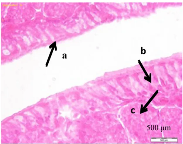 Gambar  1.  Fotomikrograf  magnum  Itik  Magelang  pewarnaan  Hematoksilin  dan  Eosin  perbesaran 10 x 100 