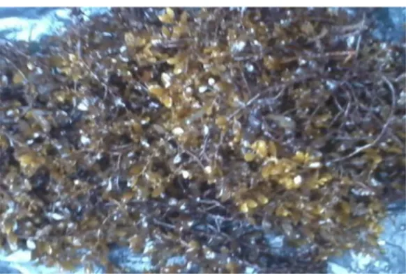 Gambar 2.1. Rumput laut Sargassum duplicatum  J. Agardh  (Sumber: Data Pribadi tanggal 27 Februari 2015) 