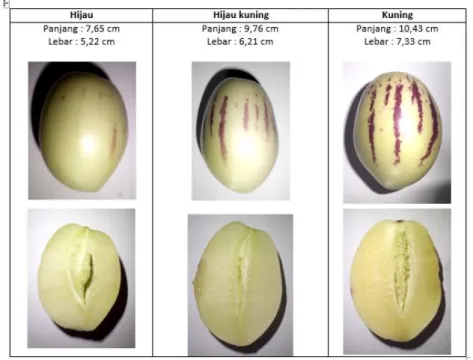 Tabel  3.1:  Hasil  pemeriksaan  makroskopis  buah  pepino  dengan  tiga  tingkat  kematangan  yang  berbeda 