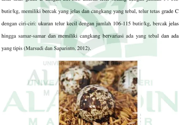 Gambar 3.  Telur Tetas Burung Puyuh (Wuryadi, 2011) 