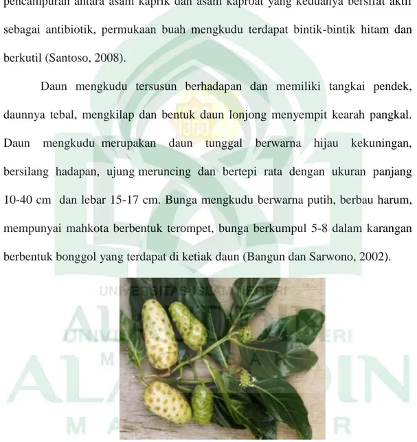 Gambar 6. Daun Mengkudu (Morinda citrifolia lignosae) (Djauhariya, 2003) 