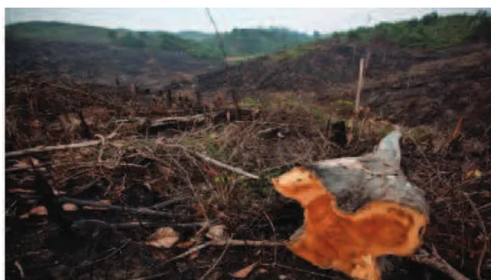 Gambar 5.3 Hutan Rusak Akibat Dibakar
