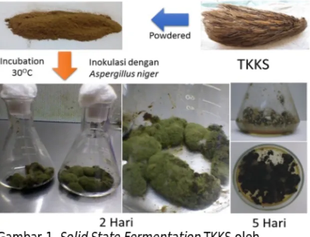 Gambar 1. Solid State Fermentation TKKS oleh  Aspergillus niger. 
