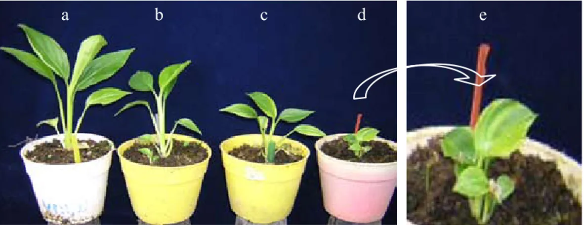 Gambar 2.   Pertumbuhan  tanaman  kecombrang  pada  berbagai  dosis  perlakuan  iradiasi  (*URZWK RI WRUFK JLQJHU SODQW DW VRPH GRVDJHV RI LUUDGLDWLRQ D E F