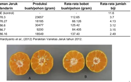 Tabel 3 Rata - Rata Jumlah Biji  Tanaman Jeruk  Mandarin  Produksi  buah/pohon (gram)    Rata-rata bobot  buah/pohon (gram)  Rata-rata jumlah biji  SoE (kontrol)  -  -  11.6  76.3   23657  112.65    3.7  76.27   18185    66.126    4.13  86.6   30477  125.4