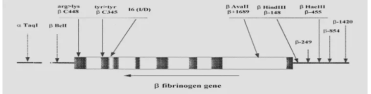 Gambar 2.6  Gen  Fibrinogen dan Polimorfisme (Iacoviello et.al. 2001).  