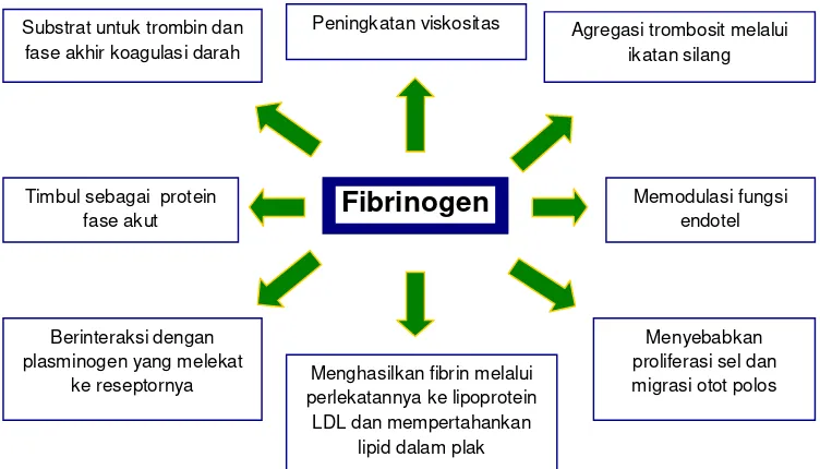 Gambar 2.5 Fibrinogen Plasma, Trombogenesis, dan Aterogenesis              