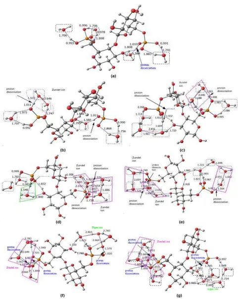 Fig 4. Fully-optimized (B3LYP/6-311G (d)) minimum energy structures of phosphorylated nata de coco dimer withwater molecules: (a) n n = 4; (b) n = 5; (c) n = 6; (d) n = 7; (e) n = 8; (f) n = 9; (g) n = 10