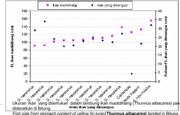 Figure 4. Fish size from stomach content of yellow fin tuna (Thunnus albacares) landed in Bitung.