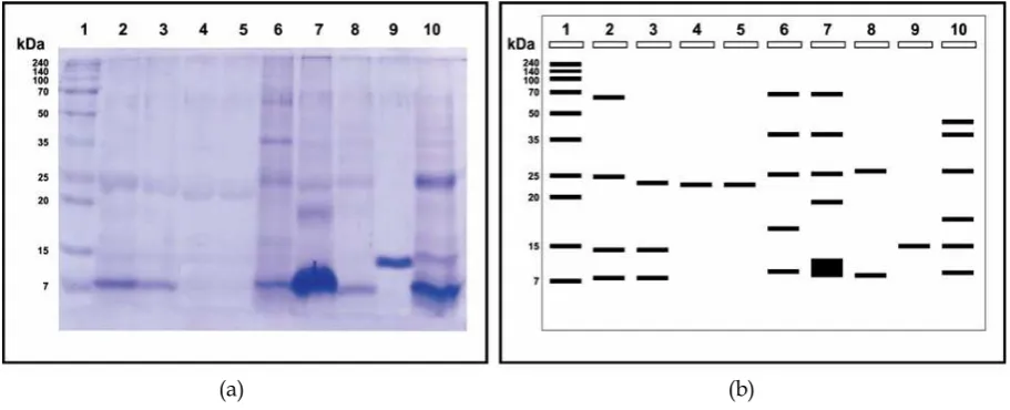 Figure 1. Results of SDS­PAGE (10%) protein band profiles and molecular weight protein with ES liquid separationusing PEG4000