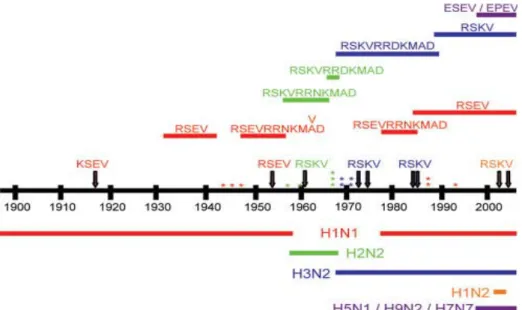 Gambar 2 .  Sekuen asam amino C-terminal protein NS1 virus influenza manusia  Diagram skematik yang menggambarkan asam amino C-terminal residu 227 – 230/237 protein  NS1 protein dari virus influenza pada manusia yang diisolasi sejak tahun 1918 