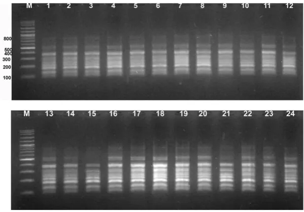 Table 1. Monomorphic and polymorphic bands in Madura tobaccos with 6 single primers.