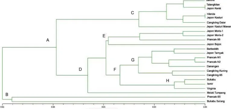 Figure 2. Dendogram of 24 genotypes of Madura tobaccos. All tobaccos clustered into 2 main clusters: cluster A andB