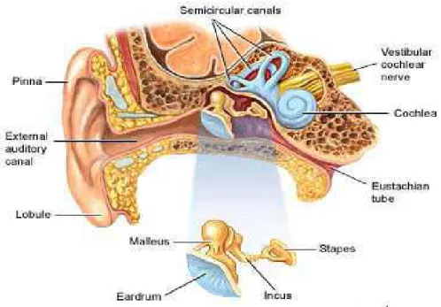 Gambar 2.1. Organ Telinga (dikutip dari Human Anatomy Adam) 
