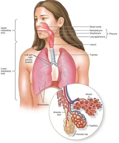Gambar 2.2 Anatomi sistem respirasi (Malamed, 2017).