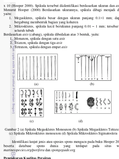 Gambar 2 (a) Spikula Megaskleres Monoaxon (b) Spikula Megaskleres Tetraxon 