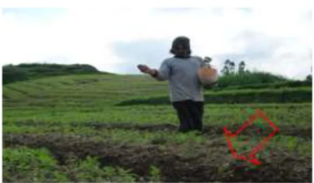 Gambar  1.  Lahan  yang  kurang  sehat  yang  menjadi  permasalahan  petani  organik  akibat  cemaran  pestisida  dan  pupuk  kimiawi  yang  berlebihan 