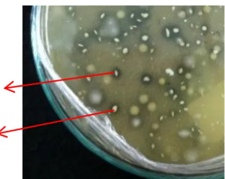 Gambar 1: Isolat BAL  pada media MRSA + CaCO 3  1% (A) zona bening   (B)  koloni bakteri asam laktat 