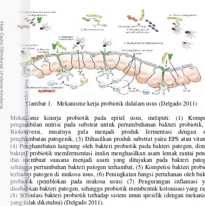 Gambar 1.   Mekanisme kerja probiotik didalam usus (Delgado 2011) 