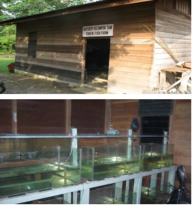 Gambar Hatchery Toupik Fish Farm tempat dilakukan teknologi pembenihan ikan kapiek