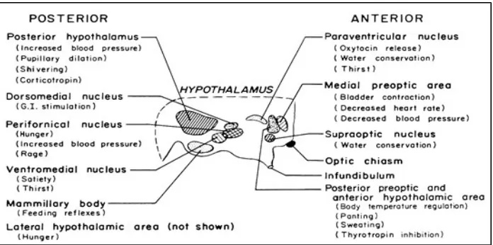 Gambar. 3. 2 Hypothalamus