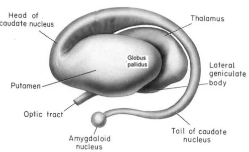 Gambar. 4. 2 Ganglia Basalis