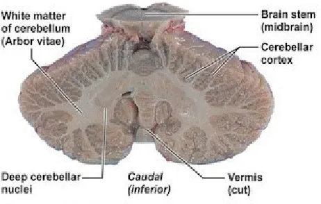 Gambar. 4. 2. Cerebellum