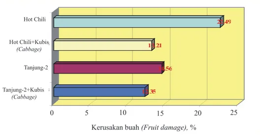 Gambar 7.   Persentase kerusakan buah cabai merah akibat serangan B. dorsalis (Percentage 