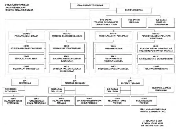 Gambar 3.4 Struktur Organisasi Dinas Perkebunan