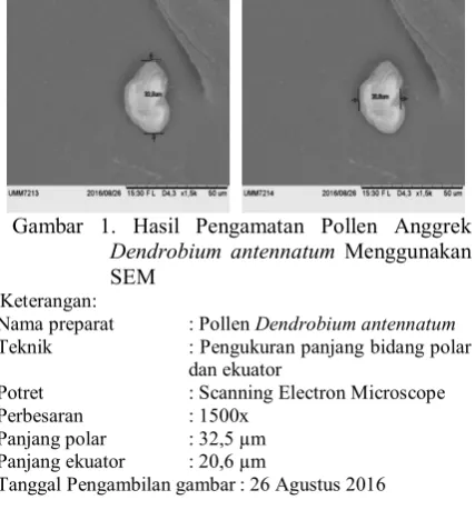 Gambar 1. Hasil Pengamatan Pollen Anggrek 