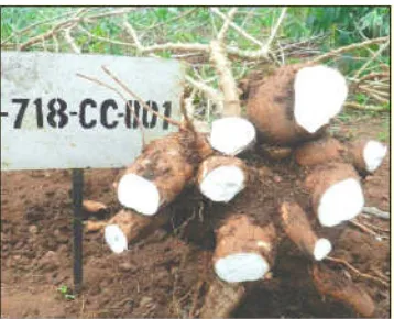 Gambar 1: Singkong GM tahan terhadap penyakit beruntun cokelat (CBSD) dipanen dari percobaan di NaCRRI, Namulonge, Uganda
