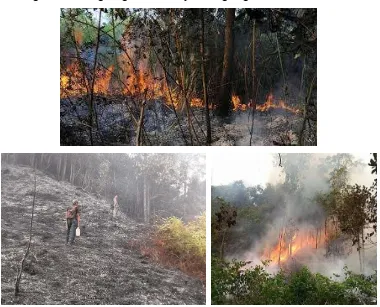 Gambar 3. Pembukaan Lahan dengan cara membakar.  