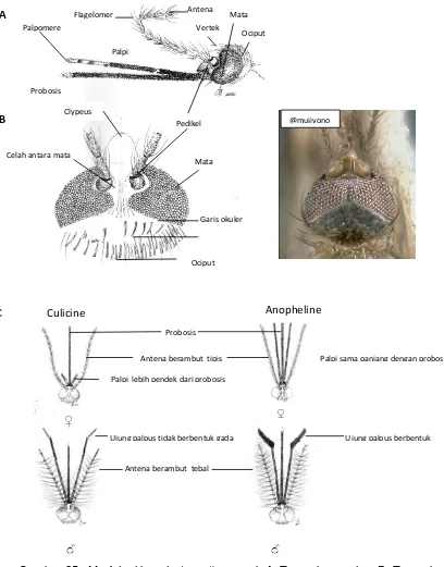 Gambar 25.  Morfologi kepala (caput) nyamuk A. Tampak samping; B. Tampak depan(1&2); C